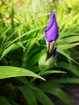 含苞待放的紫色鸢尾花