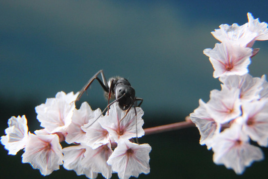 干枝梅