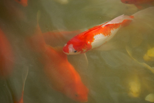 水中的红色锦鲤鱼群