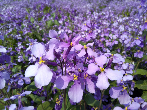 薰衣草花海