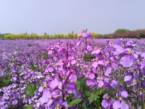 薰衣草花海