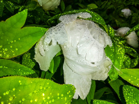 雨中牡丹花