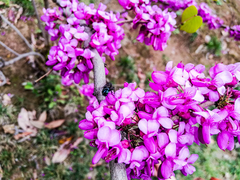 紫荆花开