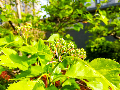 山楂花高清特写