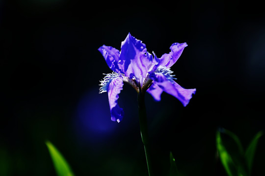 鸢尾花开