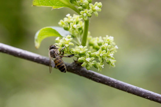 蜜蜂