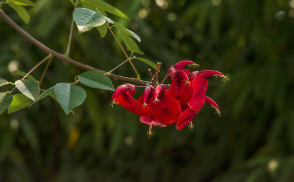 刺桐花