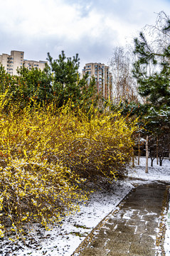 鲜花与雪花争艳