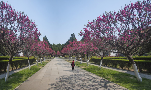 岱庙红桃花