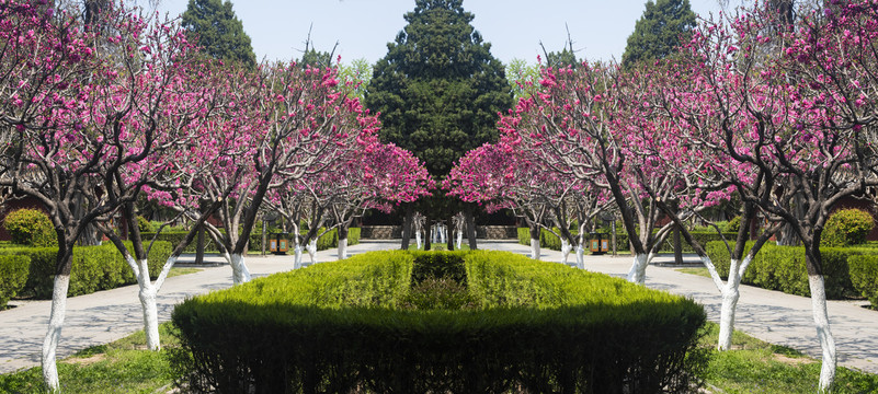 岱庙红桃花