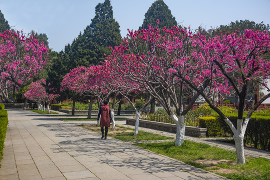 岱庙红桃花