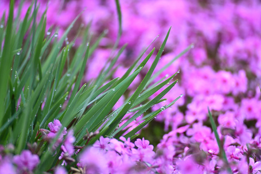 芝樱花