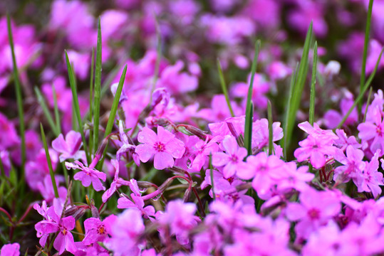 芝樱花