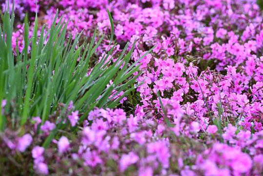 芝樱花