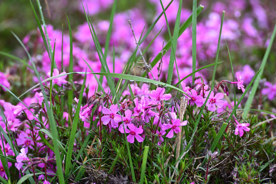 芝樱花