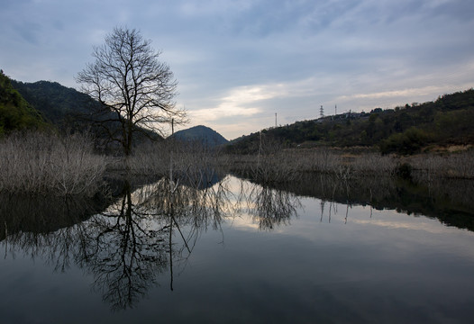 湖中树