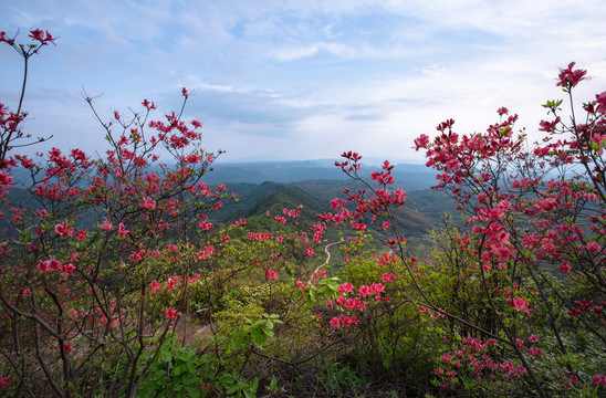 大岩岗映山红