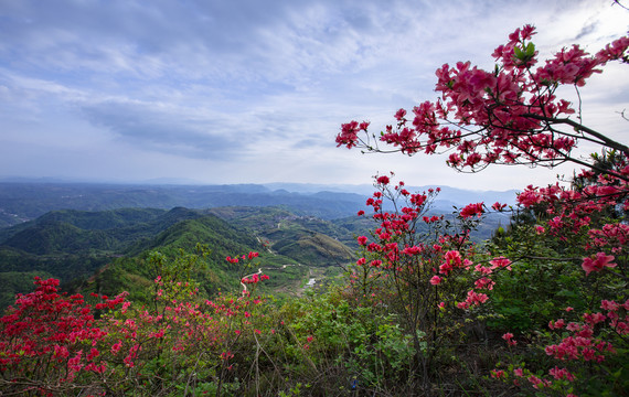 大岩岗映山红