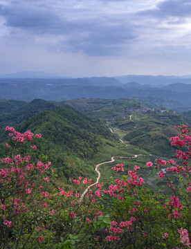 大岩岗映山红