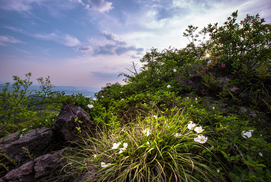 山野小花