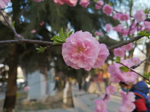 春天的花卉花草