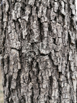 树皮树干纹理素材背景图