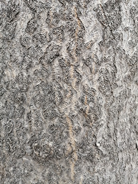 树皮树干纹理背景素材图