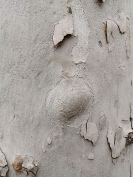 树皮树干纹理背景图