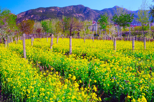 油菜花地