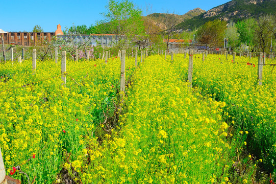 油菜花地