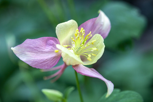 猫爪花耧斗菜