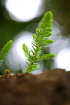 松树嫩绿叶枝芽