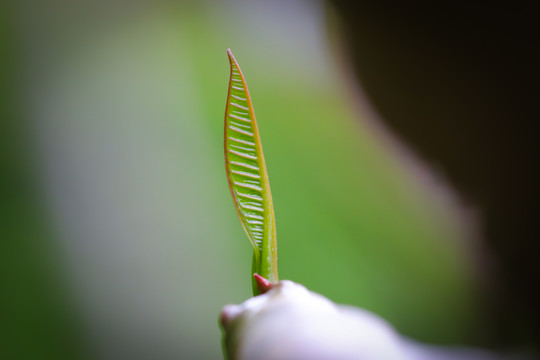 嫩绿叶枝芽