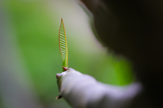 嫩绿叶枝芽