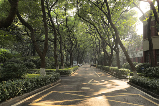 林荫路