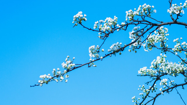 梨树开花