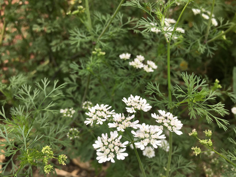 芫荽花