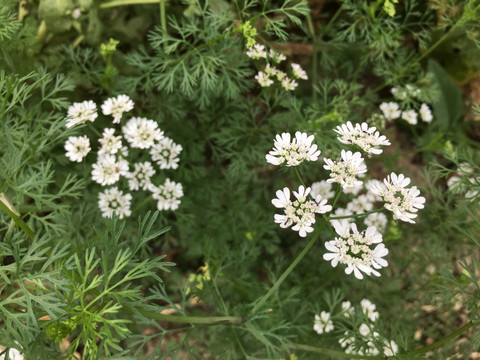 芫荽花