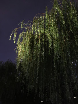 夜景柳树