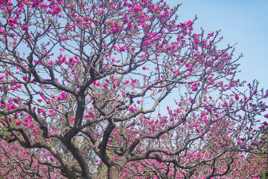 岱庙红桃花