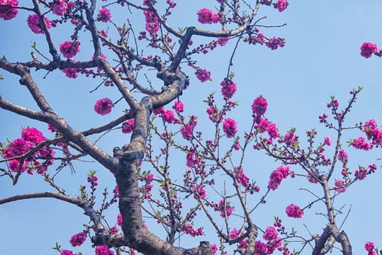 岱庙红桃花