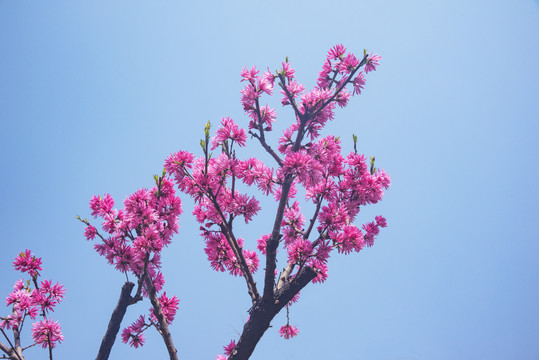 岱庙红桃花