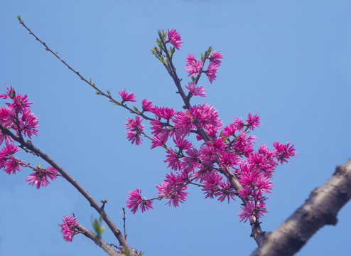 岱庙红桃花