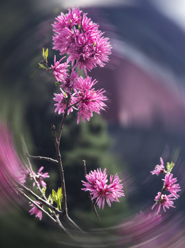 岱庙红桃花