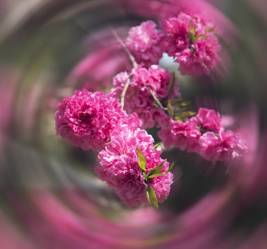 岱庙桃花