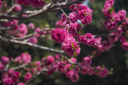 岱庙桃花