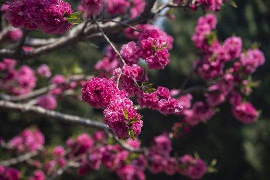 岱庙桃花