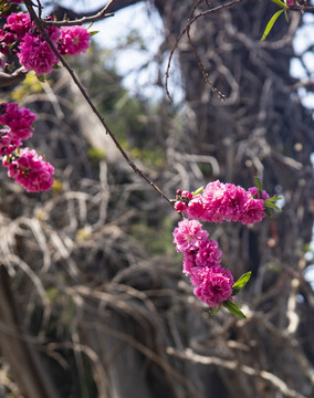 岱庙桃花