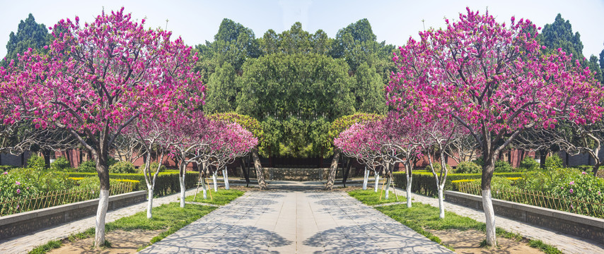 岱庙桃花