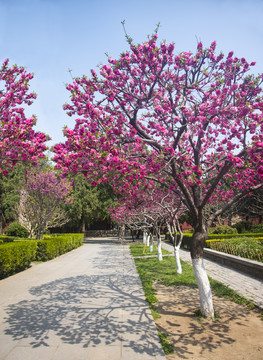 岱庙桃花